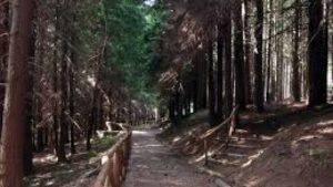 Orecchiella-riserva naturale