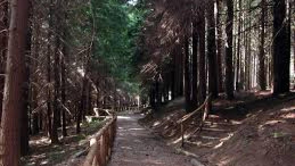 Orecchiella-riserva naturale